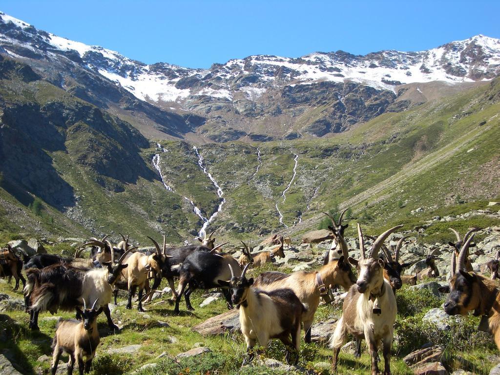 Alpina Residence Naturns Kültér fotó